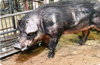 雄豚は肉質の良いデュロック