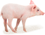 豚の発育ステージ毎に担当を決め、品質向上とスペシャルリスト育成に力を入れています